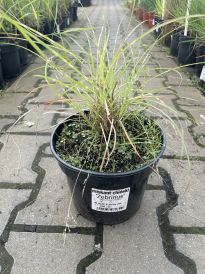 Miskant (Miscanthus)