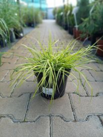 Rozplenica (Pennisetum)