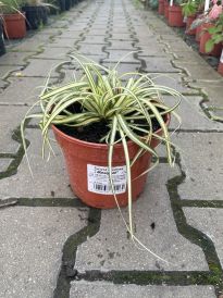 Turzyca (Carex)