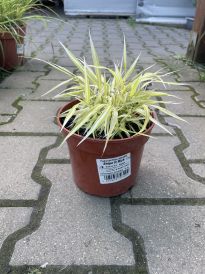 Hakonechloa (Hakonechloa)