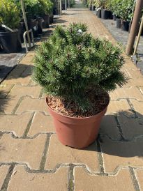 Sosna (Pinus)