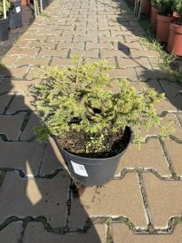 Świerk (Picea)
