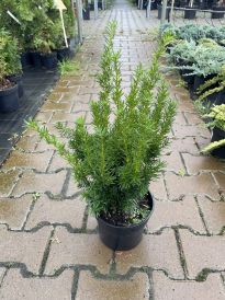 Cis (Taxus)