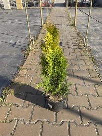 Żywotnik (Thuja)