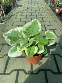 Brunnera (Brunnera)