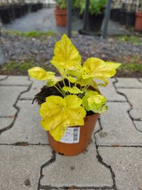 Żurawka (Heuchera)