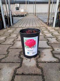 Piwonia (Paeonia)
