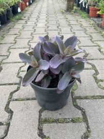Rozchodnik (Sedum)