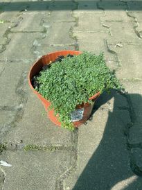 Macierzanka (Thymus)