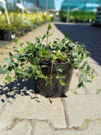 Barwinek (Vinca Minor)