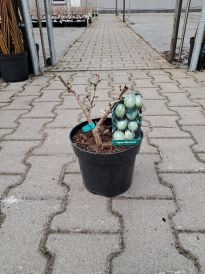 Agrest (Ribes)