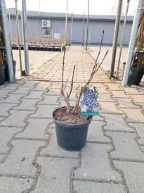 Aronia (Aronia)