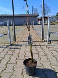 Jeżyna (Rubus)