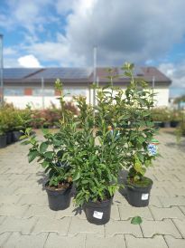 Borówka (Vaccinium)