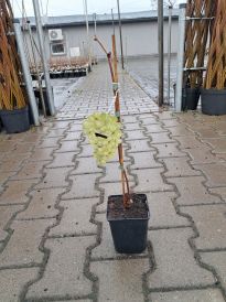 Winogrono (Vitis)