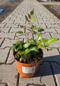 Tawułka (Astilbe)