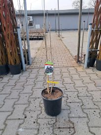 Pozostałe drzewa i krzewy owocowe