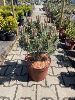 Pinus Densiflora 'Jane Kluis' - Sosna Gęstokwiatowa - C10