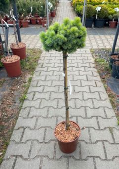 Picea Pungens 'Brynek' - Świerk Kłujący - Forma Pienna 40CM - C5