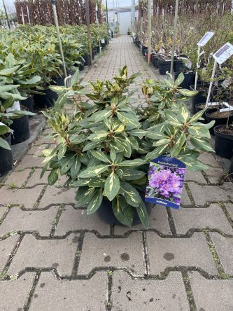 Rododendron 'Goldflimmer' - Rododendron - C7,5