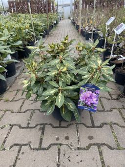 Rododendron 'Goldflimmer' - Rododendron - C7,5
