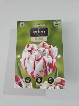 VG - TULIPAN CARNAL DE NICE