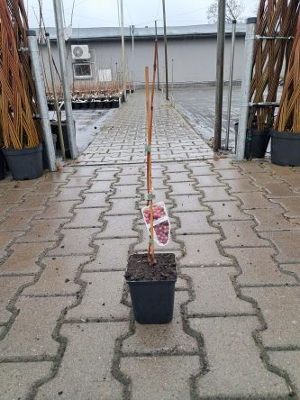 Winogrono 'Canadice' - Vitis - P9/P11