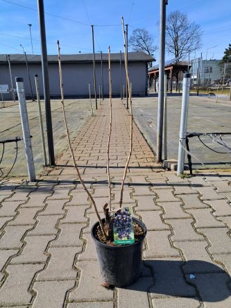 Porzeczka Czarna 'Ben Alder' Forma Krzaczasta - C2