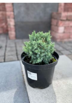 Juniperus Squamata ‘Blue Star’ – Jałowiec Łuskowaty – C3