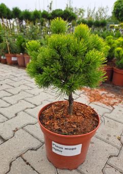 Pinus Mugo 'Ophir' - Sosna Górska - C5