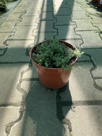 Thymus Praecox 'Red carpet' - Macierzanka Piaskowa - C1,5
