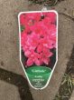 Azalea Japonica 'Gislinde' - Azalia Japońska - C2,5 - 2