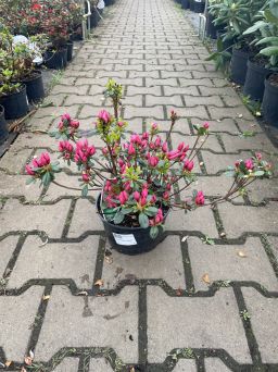 Azalea Japonica 'Gislinde' - Azalia Japońska - C2,5