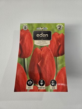 VG - TULIPAN APELDOORN