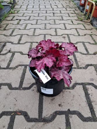 Heuchera 'Wild Rose' - Żurawka - C2
