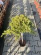Juniperus Procumbens 'Nana' - Jałowiec Rozesłany - Forma Pienna 80cm - 2