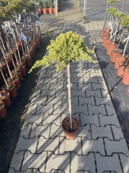 Juniperus Procumbens 'Nana' - Jałowiec Rozesłany - Forma Pienna 80cm