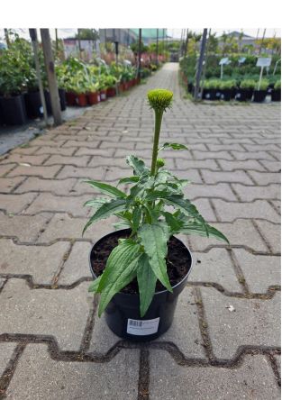 Echinacea Purpurea 'Kismet Yellow' - Jeżówka Purpurowa - C2