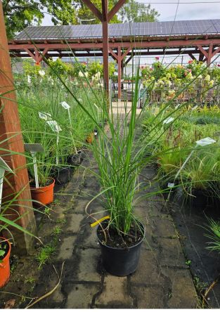 Miscanthus Siensis ‘Graziella’ – Miskant Chiński – C5