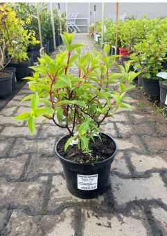 Hydrangea Paniculata ‘Petite Flori’ – Hortensja Bukietowa – C3