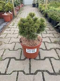 Pinus Uncinata 'Grune Welle' - Sosna Hakowata - C4/C5