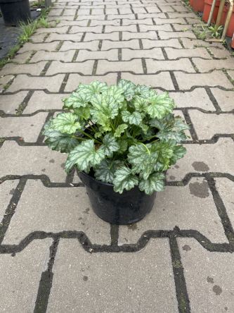 Heuchera ‘Paris’ – Żurawka – C2