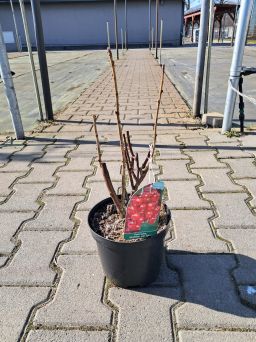 Porzeczka Czerwona 'Jonkheer van Tets' Forma Krzaczasta - C2