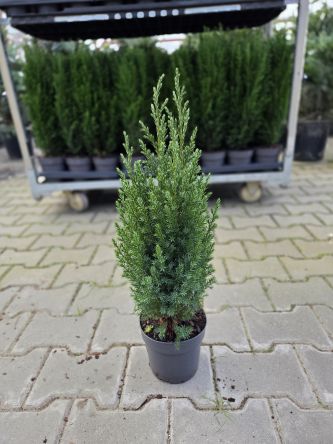 Juniperus Chinensis 'Stricta' - Jałowiec - P15