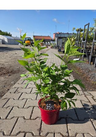 Callicarpa Bodinieri ‘Magical Snowqueen’ – Pięknotka – C4