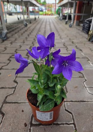 Platycodon Grandiflorum 'Astra Blue' - Rozwar Wielkokwiatowy - P14