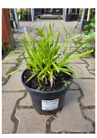 Carex Morrowii 'Irish Green' - Turzyca Morrowa - C2