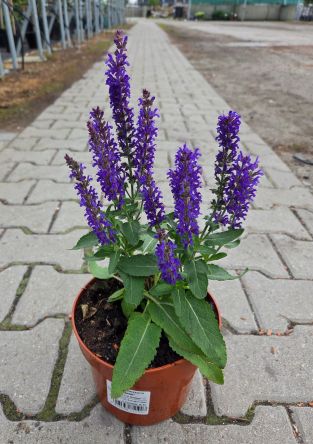 Salvia Nemerosa 'Rianne' - Szałwia Omszona - C2