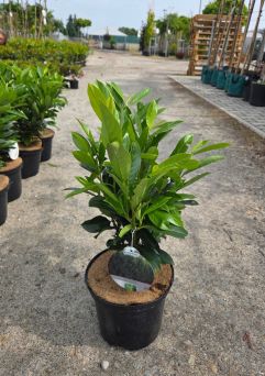 Prunus Laurocerasus ‘Elly’ – Laurowiśnia Wschodnia – C5