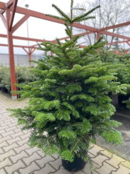 Jodła Kaukaska (Donica) 90-120cm